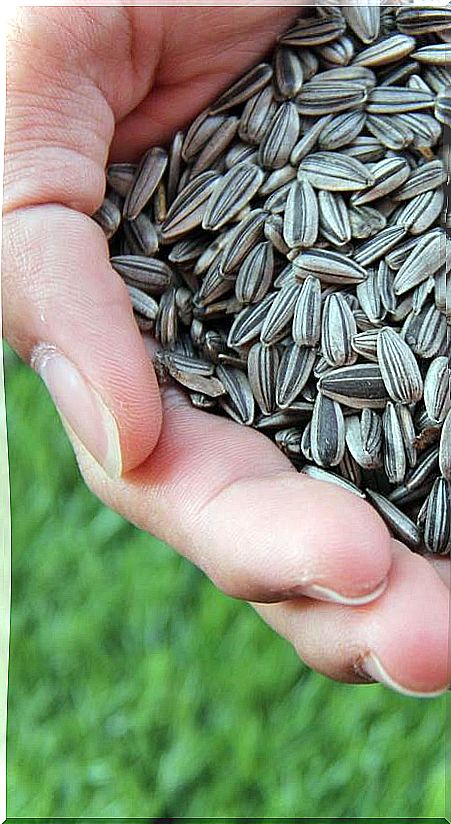 sunflower seeds