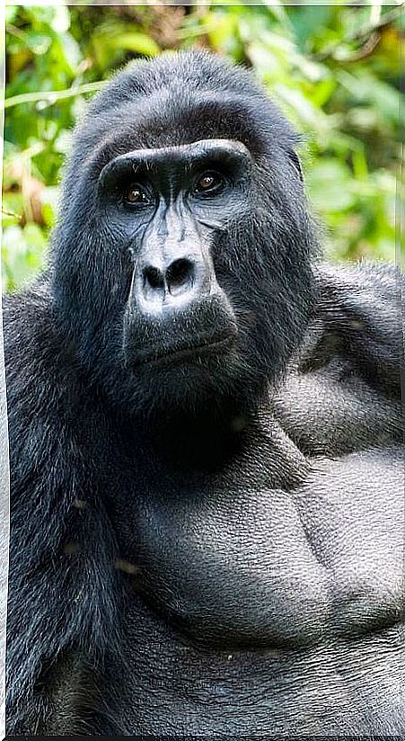 gorilla