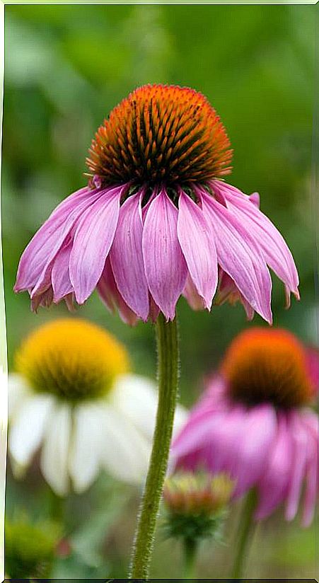 echinacea