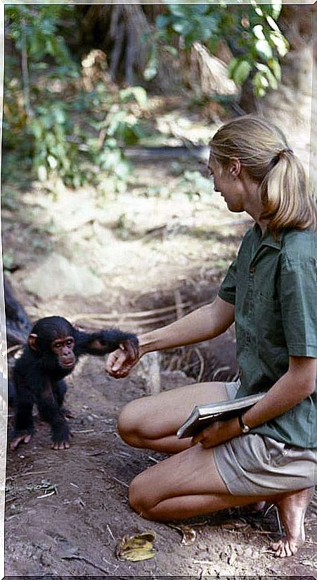 Jane goodall