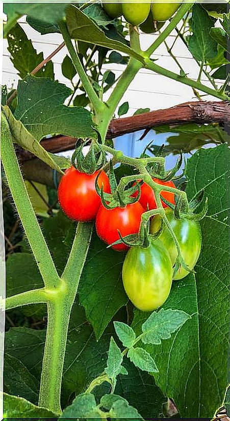 Home grown tomatoes